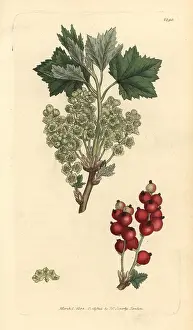 Redcurrant: Redcurrant, Ribes spicatum