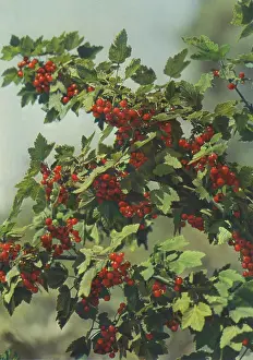 Redcurrant: Redcurrants