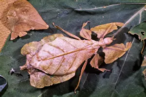 Mimic: Reddish Brown Leaf Insect Mimics the colour and