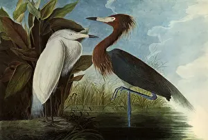 Storks: Reddish Egrets