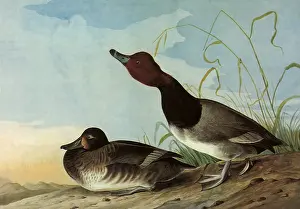 Redhead: Redhead Ducks