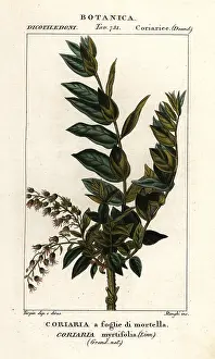 Stanghi: Redoul tree, Coriaria myrtifolia