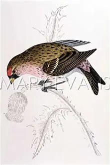 Finches: REDPOLE