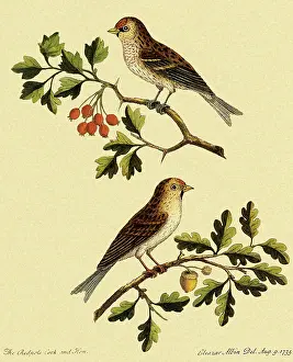 Acorn: Redpoll, Acanthis flammea