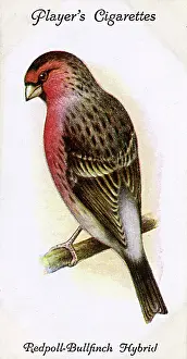 Speckled: Redpoll-Bullfinch Hybrid