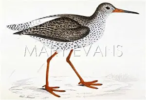 Calidris: REDSHANK (MORRIS)