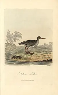Colorist: Redshank, Tringa totanus