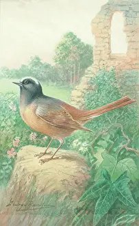 Rankin: Redstart