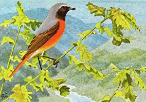 Perch: Redstart