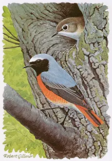 Nests: Redstart