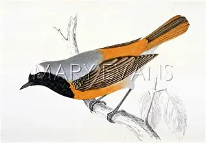 Redstart: REDSTART (MORRIS)