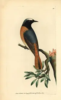 Redstart: Redstart, Phoenicurus phoenicurus