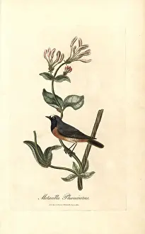 Periclymenum: Redstart, Phoenicurus phoenicurus on a honeysuckle