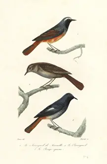 Steel Engraving: Redstart, thrush nightingale and black redstart