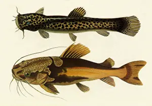 Catfish: Redtail Catfish, Phractocephalus hemiliopterus