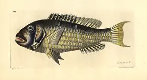 Parrotfish: Redtail parrotfish, Sparisoma chrysopterum