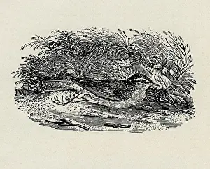 Redwing: Redwing
