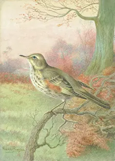 Redwing: Redwing