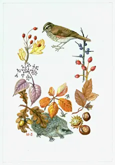 Acorn: Redwing, hedgehog, berries, acorns, oak, elder