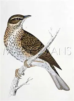 Redwing: REDWING (MORRIS)