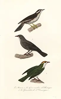 Steel Engraving: Redwing, Turdus iliacus 1, red-legged thrush