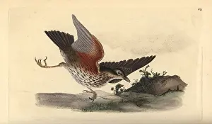 Redwing: Redwing, Turdus iliacus