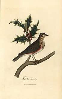 Redwing: Redwing, Turdus iliacus perched on a holly