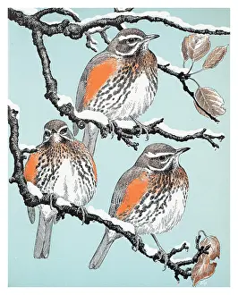 Redwing: Redwings