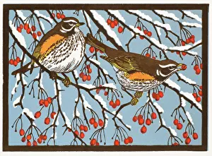 Redwing: Redwings