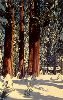 Boughs: Redwoods in Snow