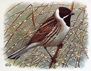 Emberiza: REED BUNTING