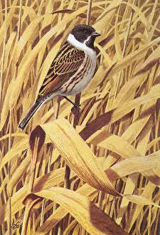 Emberiza: REED BUNTING