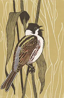 Bunting: Reed Bunting