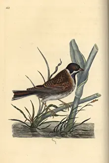 Emberiza: Reed bunting, Emberiza schoeniculus