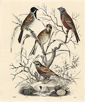 Emberiza: Reed bunting and rock bunting
