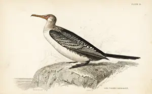 Swainson: Reed cormorant, Microcarbo africanus