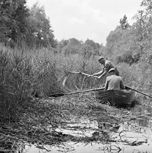 Blythburgh: Reed Cutting