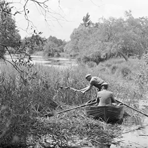 Blythburgh: Reed Cutting