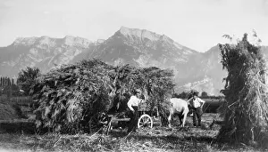 Fleischmann: Reed harvest