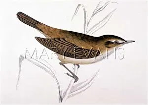 Acrocephalus: REED-WARBLER (MORRIS)
