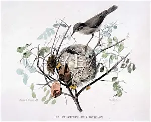 Acrocephalus: REED WARBLER (TRAVIES)