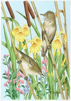 Warblers: Two Reed Warblers on Bullrushes