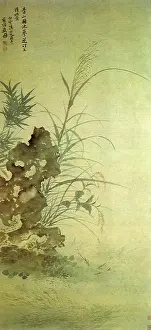 Algae: Reeds and Algae