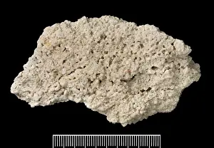 Darwin200: Reef rock