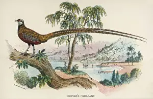 Phasianus: REEVES'S PHEASANT