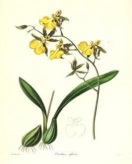 Oncidium: Reflected oncidium orchid, Oncidium reflexum