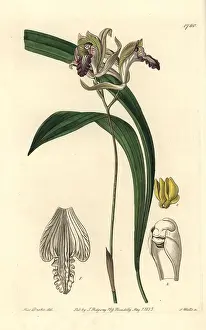 Bletia: Reflexed bletia orchid, Bletia reflexa