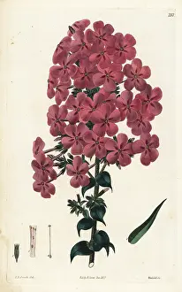 Phlox: Reflexed-leaved lychnidea, Phlox reflexa
