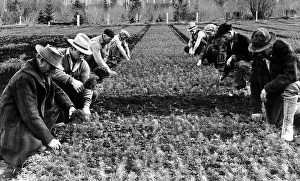 Reforestation: The reforestation army at work at the Wind ?