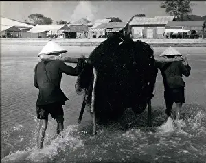 Dole: Refugees